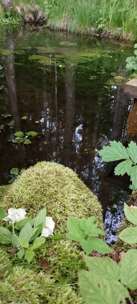 Kummardus Emalättele