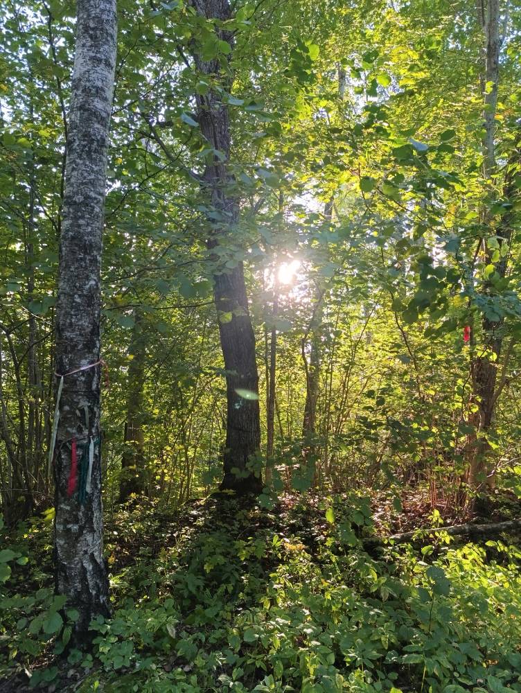 Pühapäeval pühas hiies