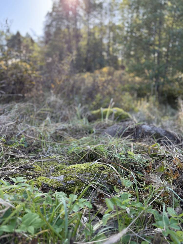 Salu küla püha kivi