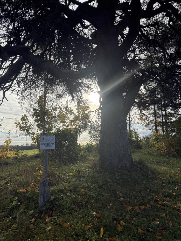 Raademetsa mänd