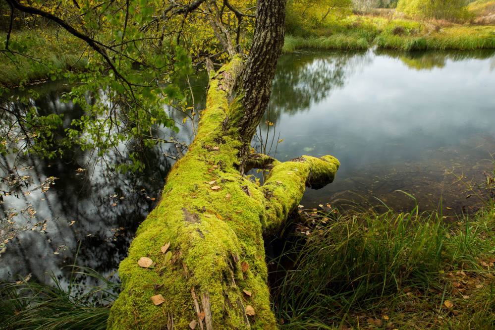 Sinialliku Suur Siniallikas