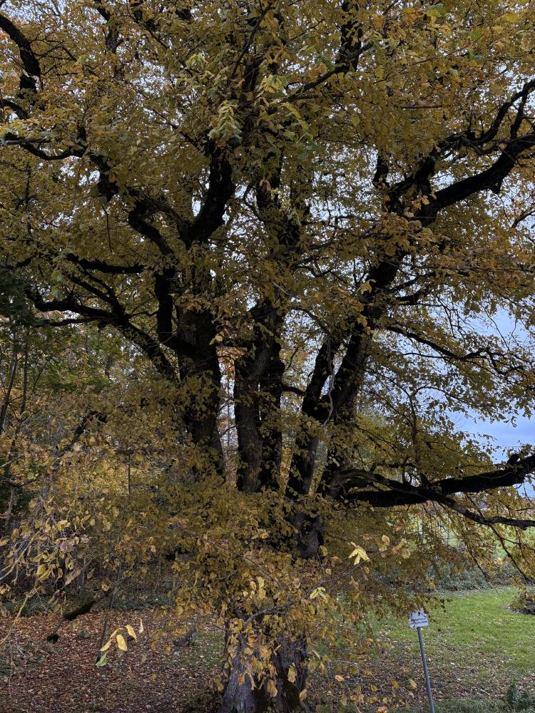 Püha künnapuu kuldses kuues