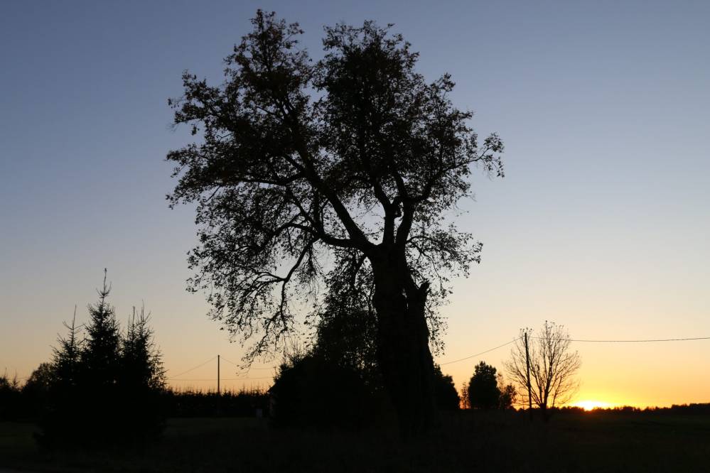 Hiiepärn Tõrenurmes