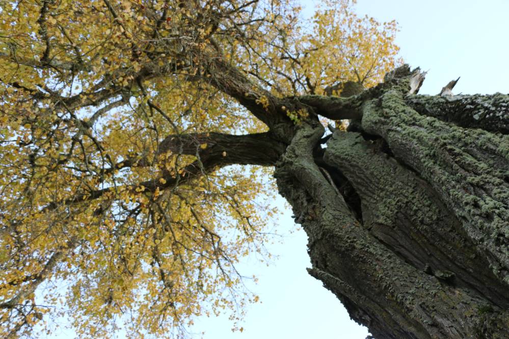 Hiiepärn Tõrenurmes