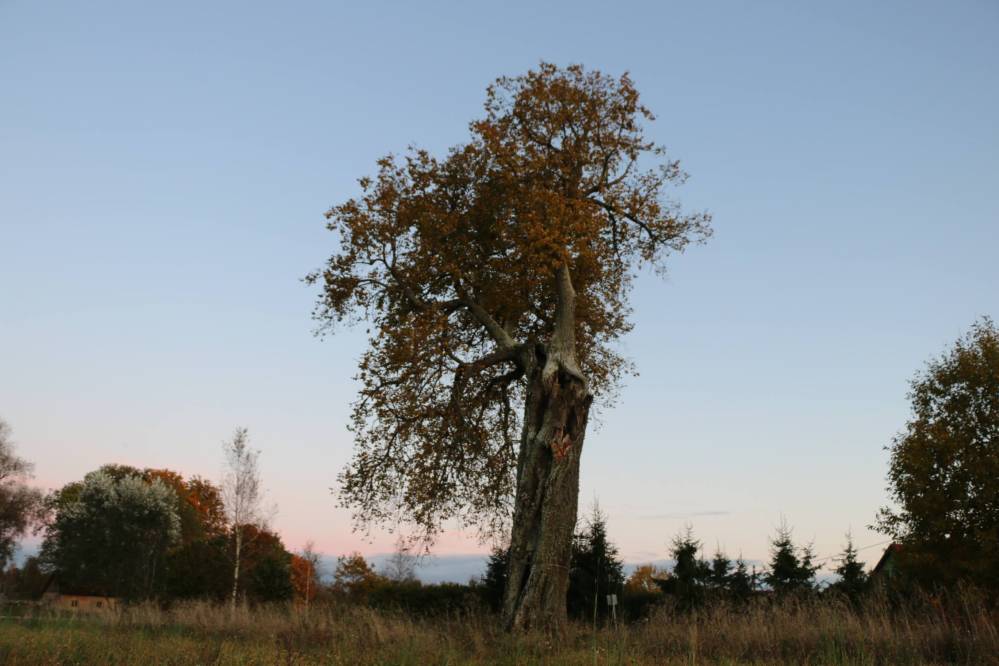 Hiiepärn Tõrenurmes