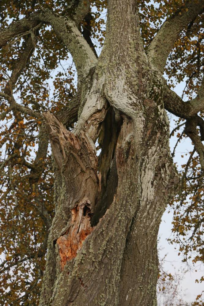 Hiiepärn Tõrenurmes