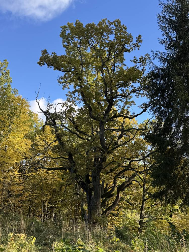 Retk perega tamme juurde