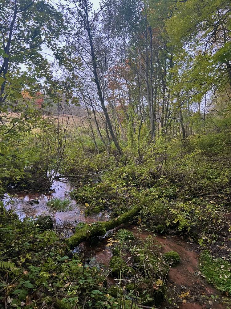 hämar sügisene pealäte