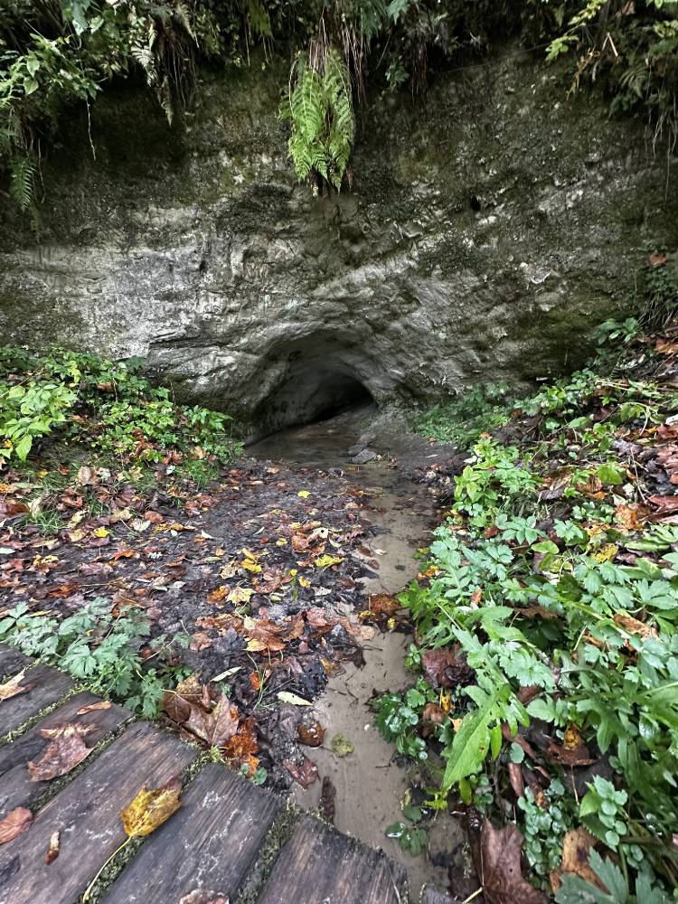 Arstiallik ehk ohvriallikas 