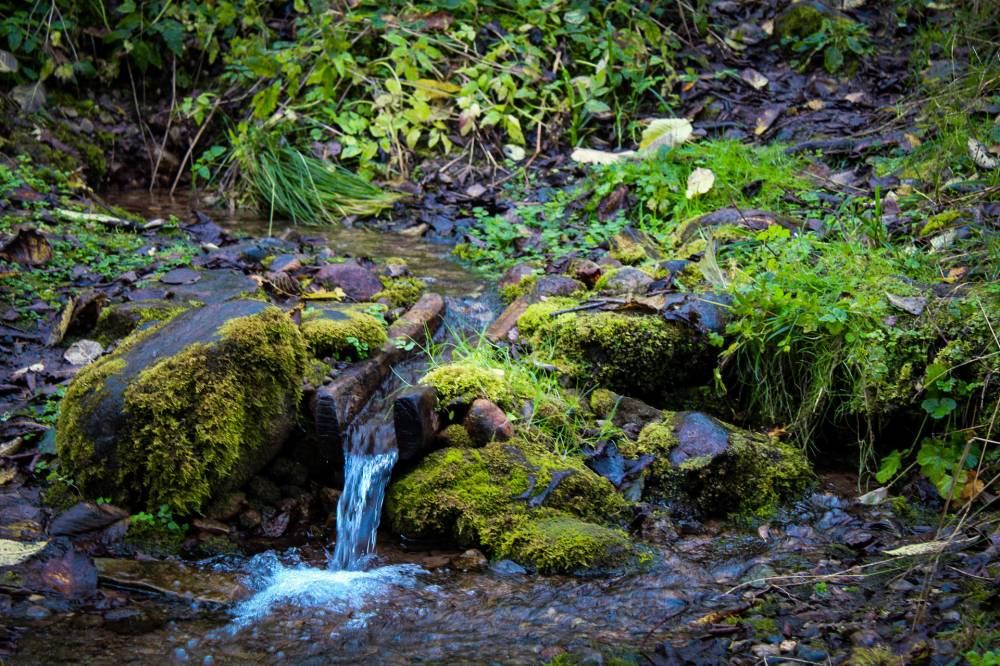 Allikas, kus mets hingab