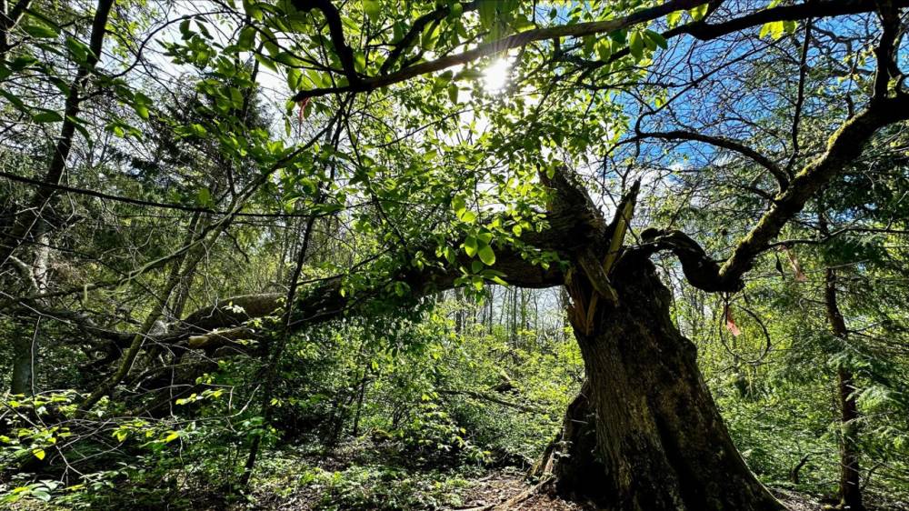 Kiigeoru hiie vaikne vägi