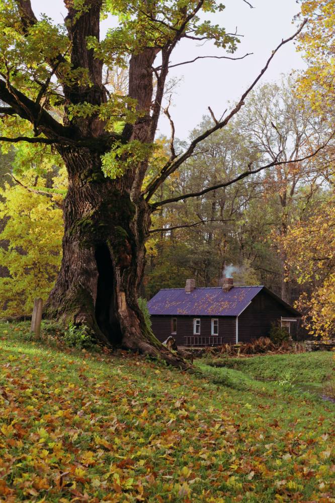 Tülivere hiietamm – koht, kus tüli muutub vaikuseks