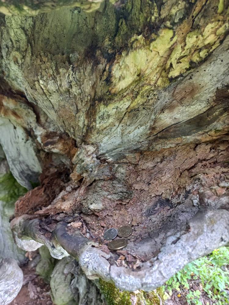 Palivere hiiekünnapuu