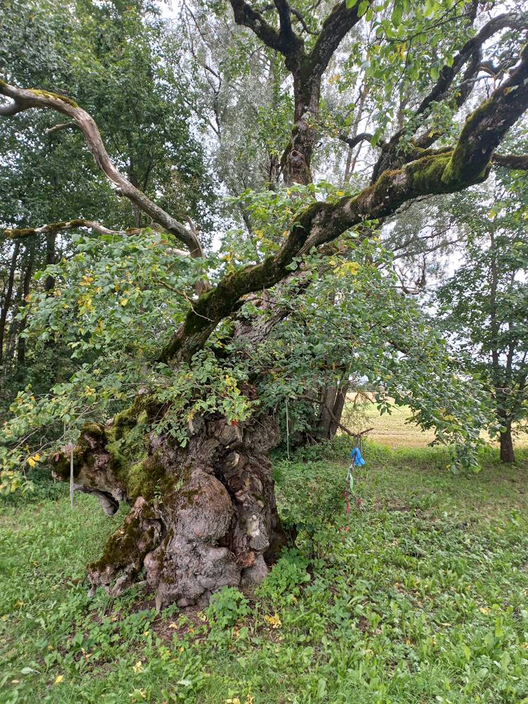 Palivere hiiekünnapuu