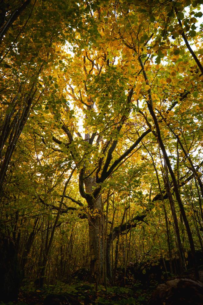Muhu Tammemäe hiietamm