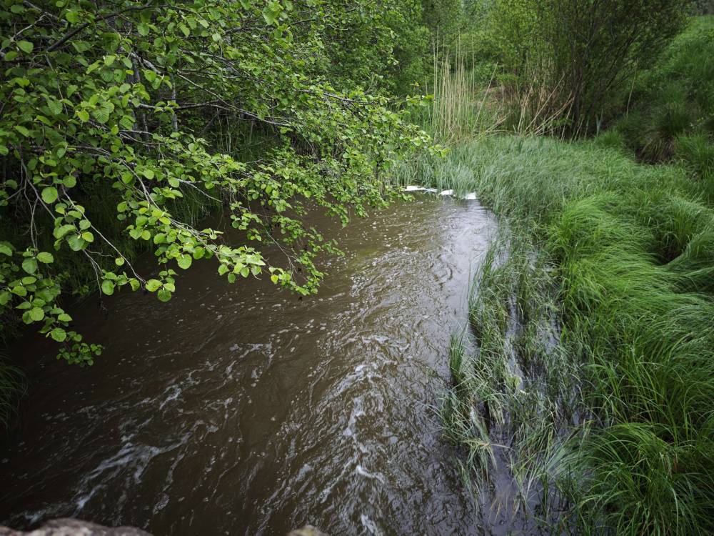 Vasavere ja jõhvi hiied