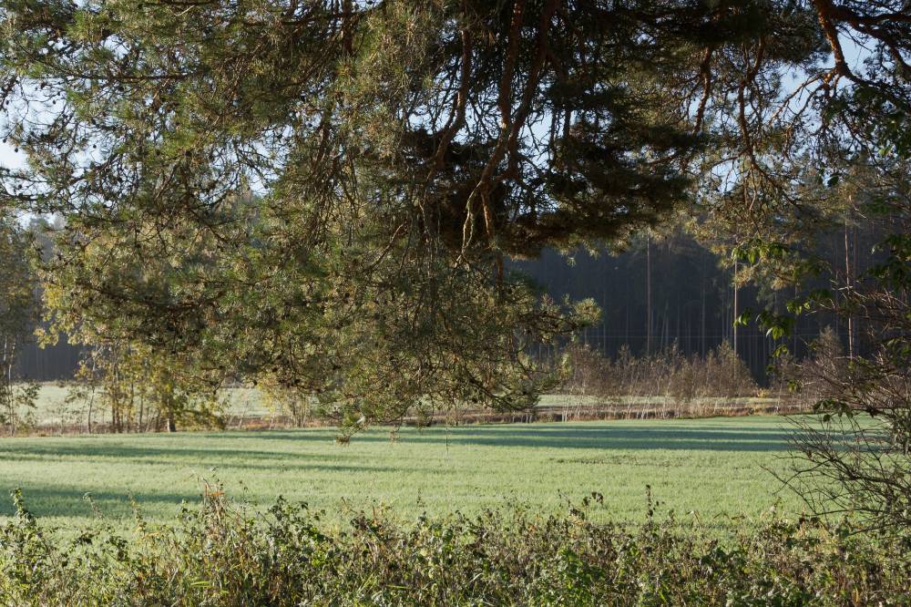 Õru ristimänd hommikul