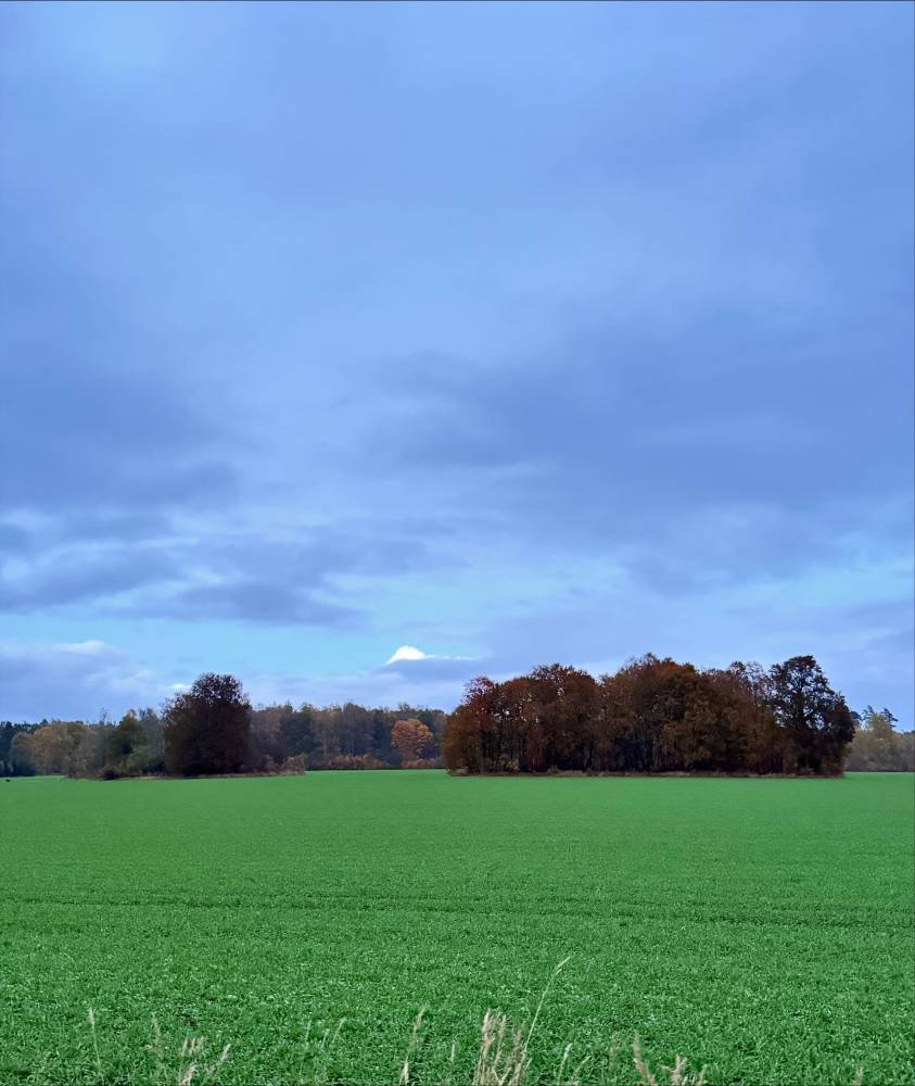 Pähnialuse hiis – hiis keset põldu