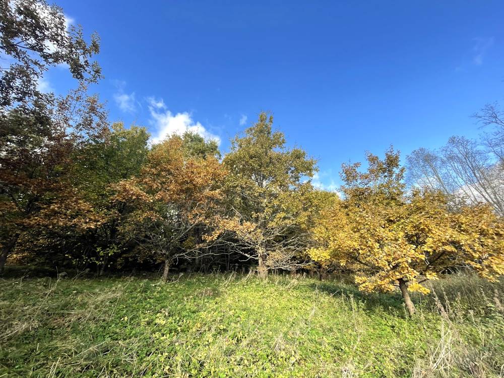 Samma hiie noored tammed