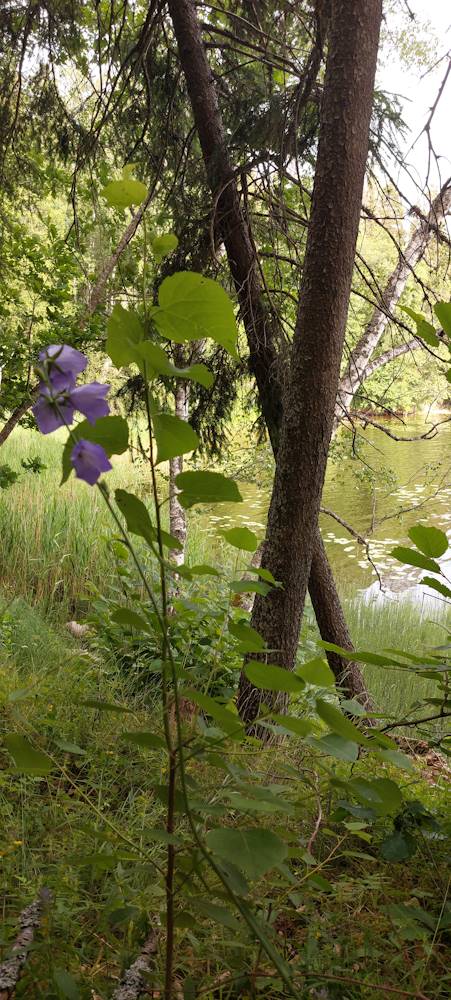 Majakolga poolsaarel	
