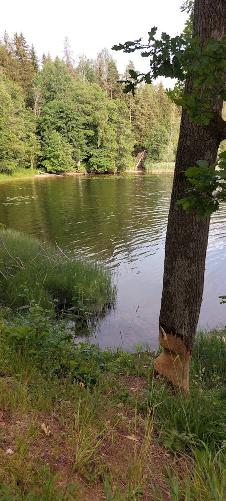 Tagasivaade Armuallikale