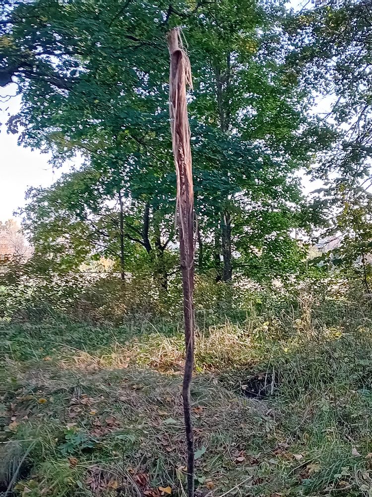 The lonely pole