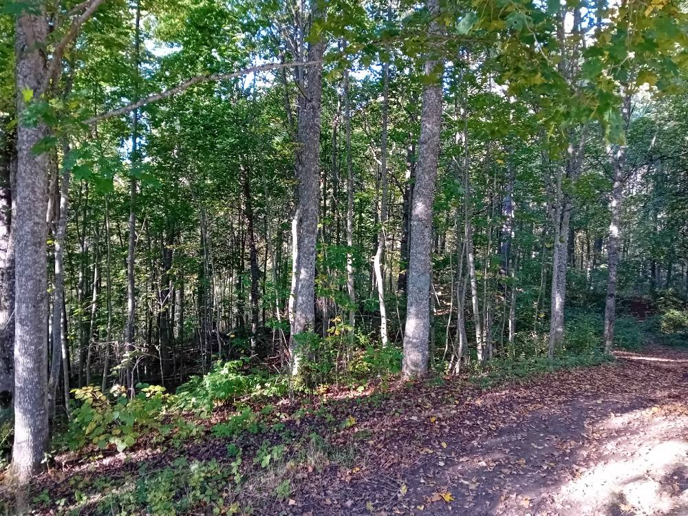 The solitude of deep foliage