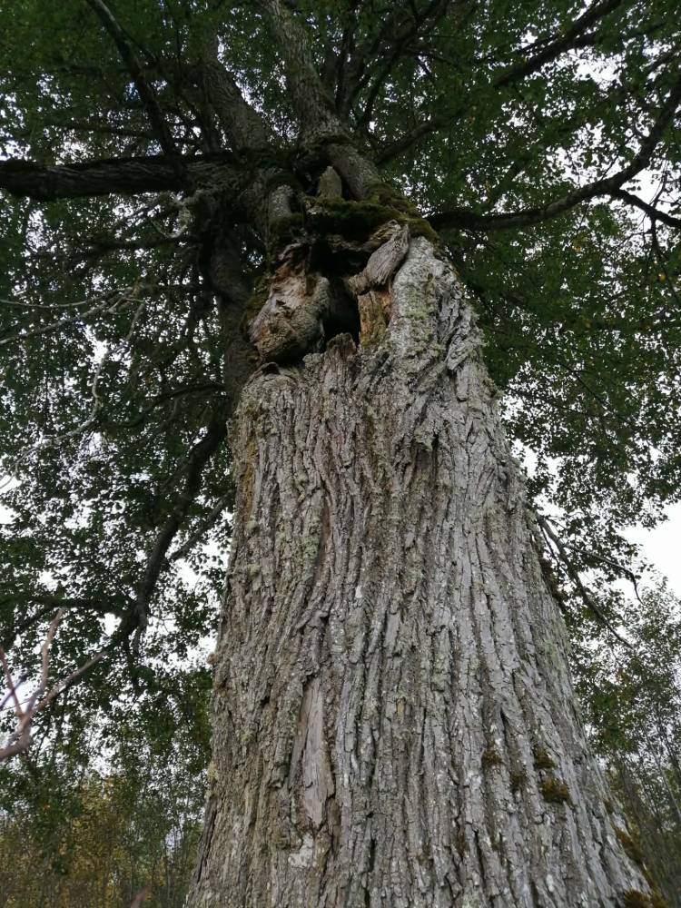 Niinemaa niinepuu