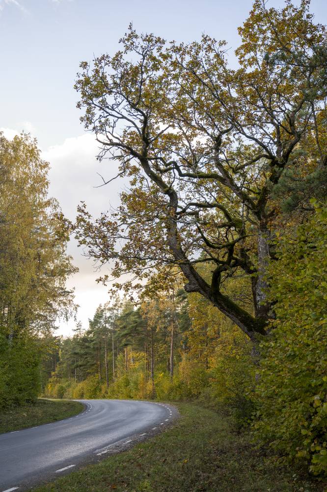 Rämmi tamm Saaremaal Kirderanna külas
