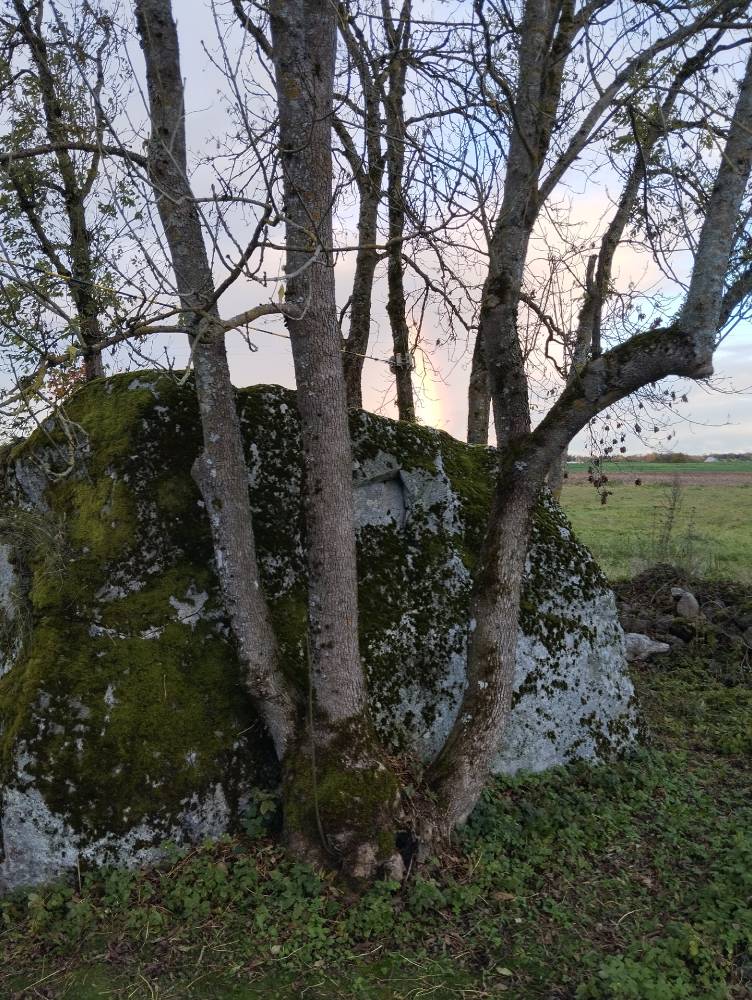 Hallikivi