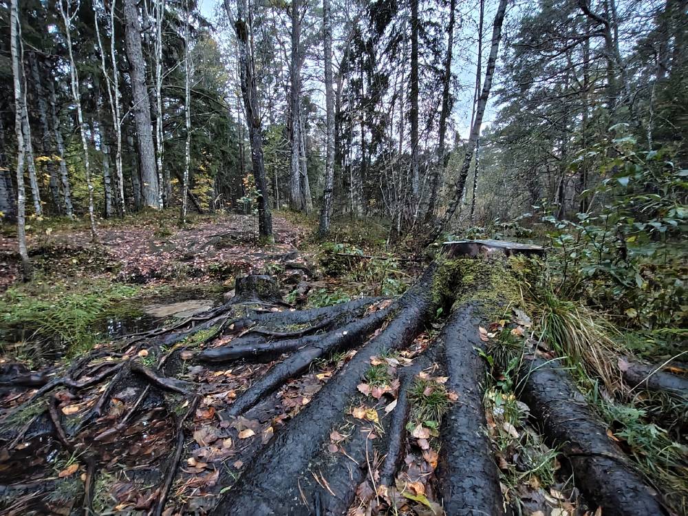 Odalätsi 