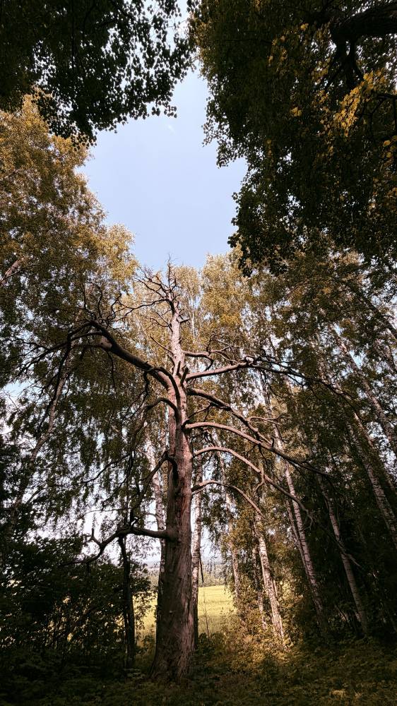 Юмо-ото