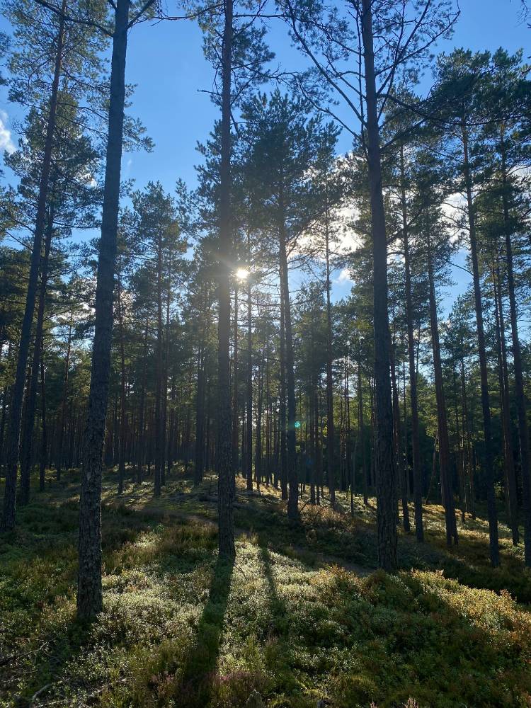 Nõva hiiemets