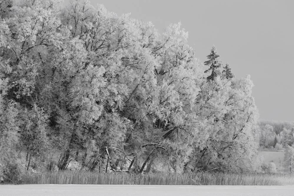 Pühajärv. Härmas Sõsarsaarte lõunatipp