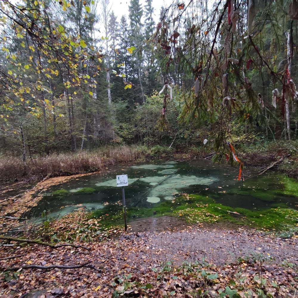 Saula Siniallikad - Valgeallikas