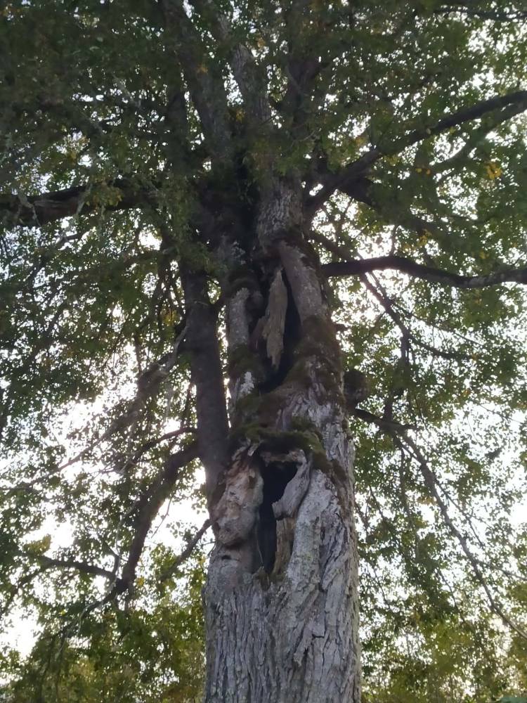 Niinemaa niinepuu