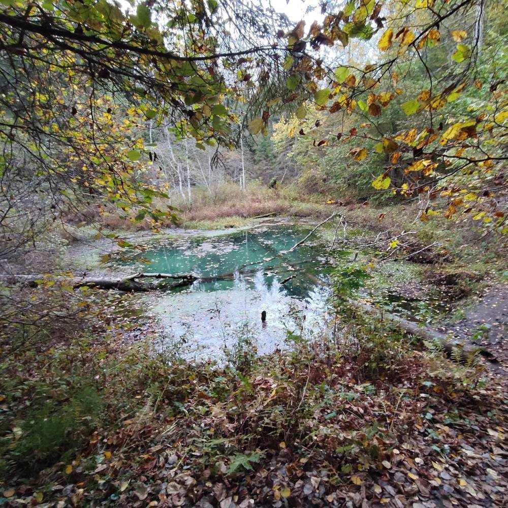 Saula Siniallikad