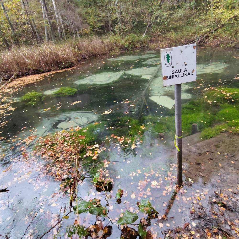Saula Siniallikad -Valgeallikas sügisel