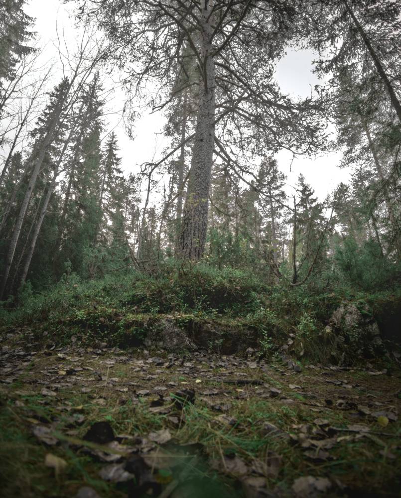 Metsän polvella