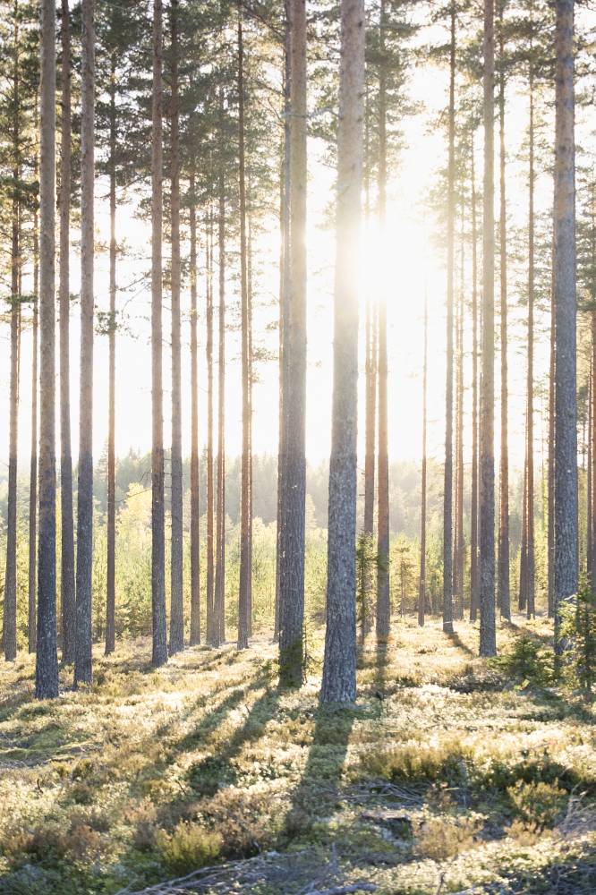 Pyhäkankaan karsikko