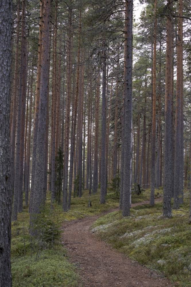 Pyhäkankaan karsikko