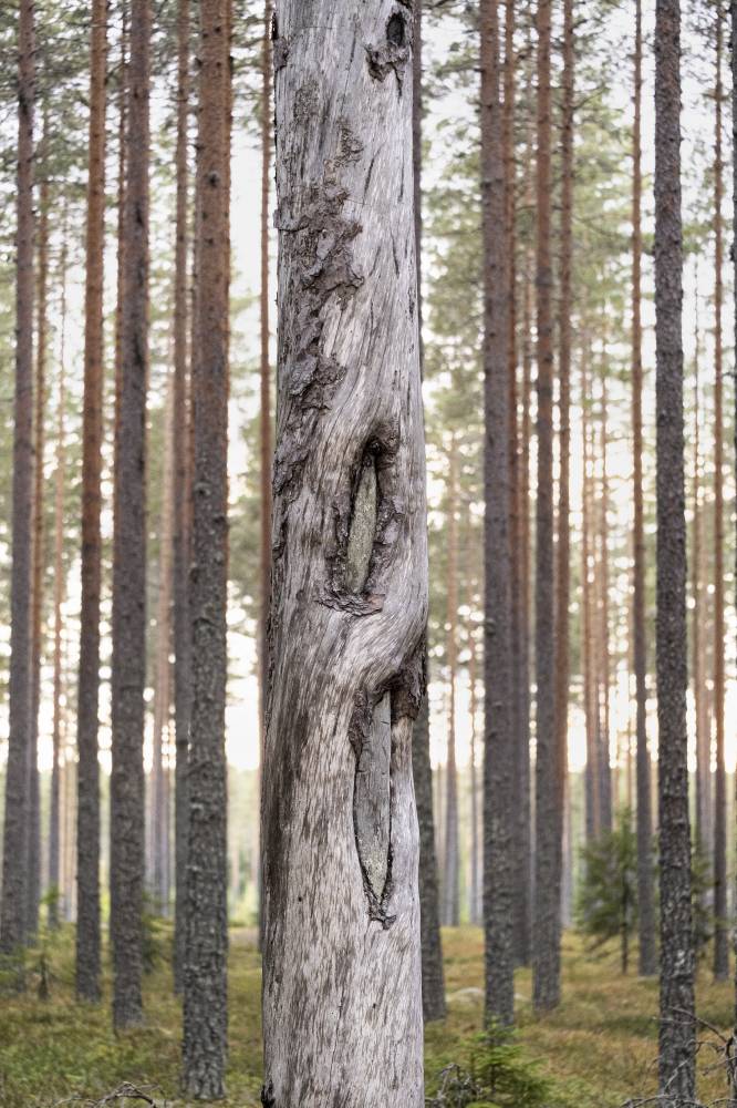 Pyhäkankaan karsikko