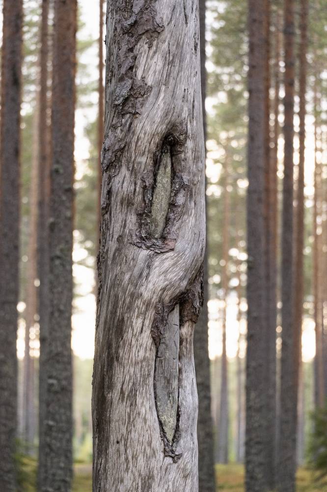 Pyhäkankaan karsikko