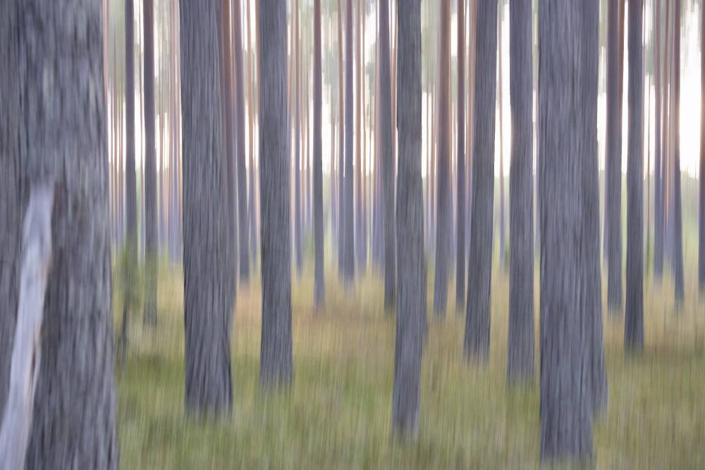 Pyhäkankaan karsikko