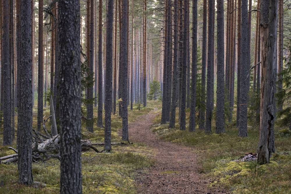 Pyhäkankaan karsikko