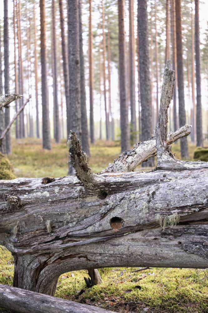 Pyhäkankaan karsikko