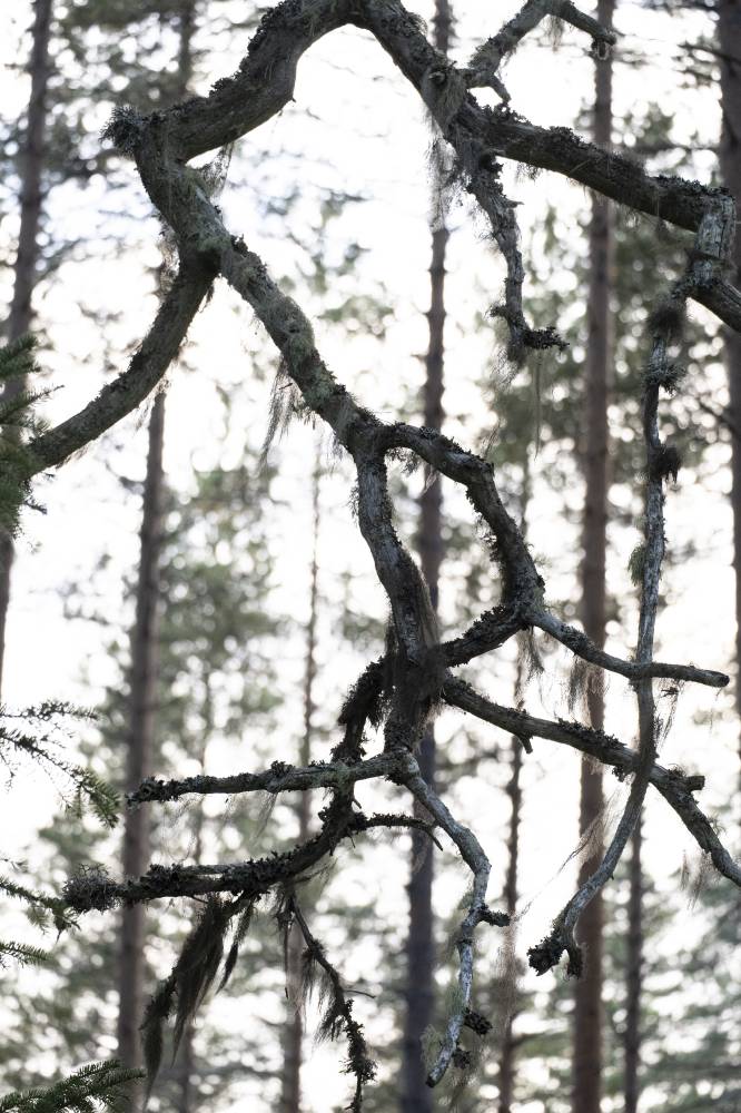 Pyhäkankaan karsikko