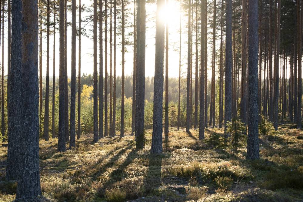 Pyhäkankaan karsikko