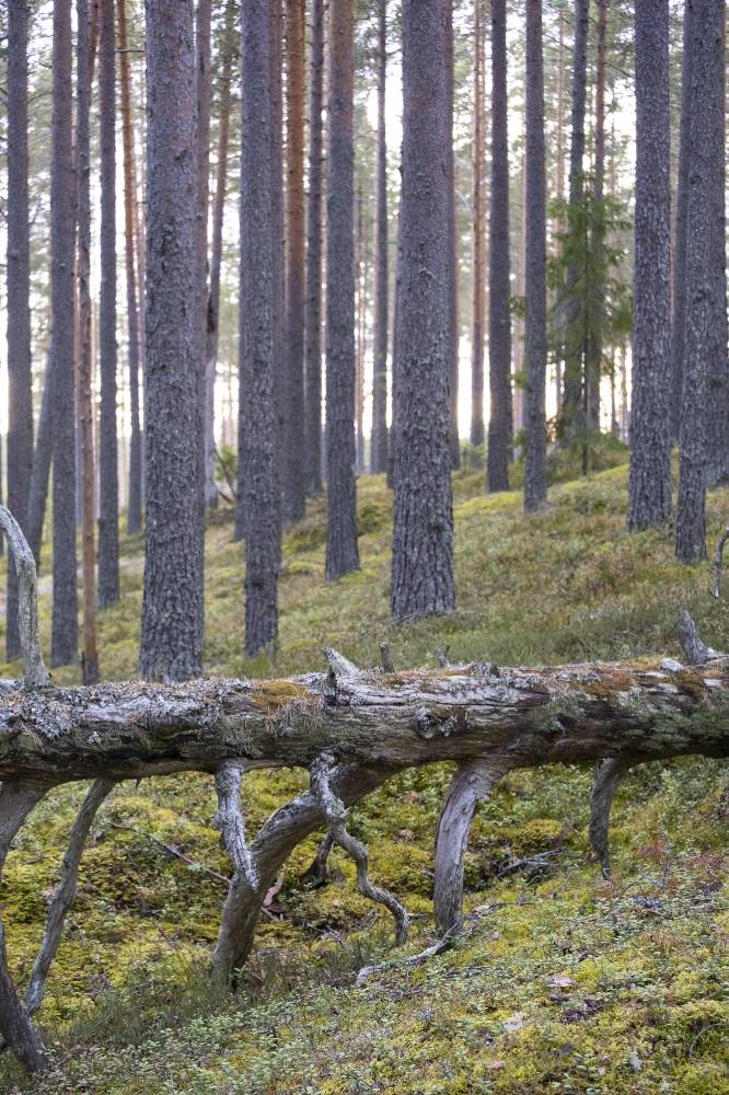 Pyhäkankaan karsikko