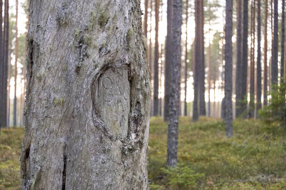 Pyhäkankaan karsikko